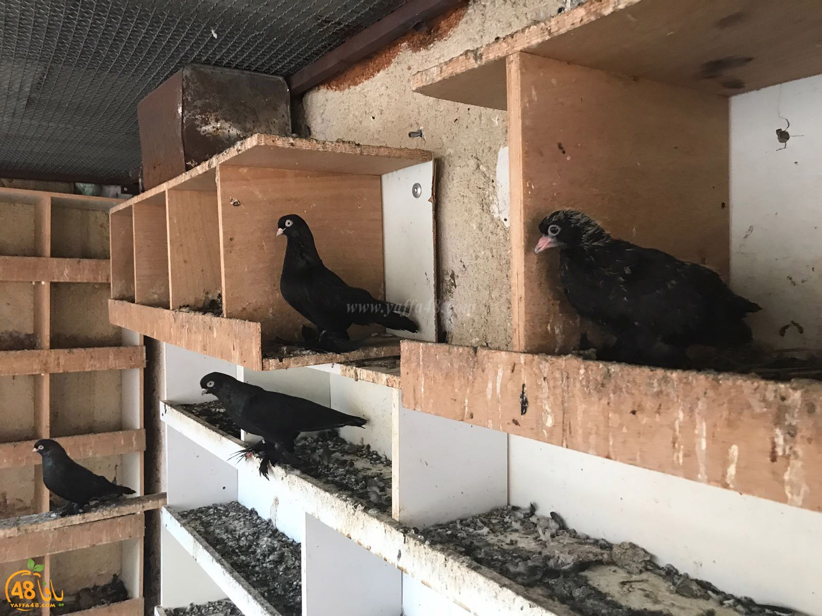 zohdi 3ashoor 7amam (33).jpg